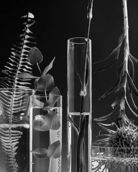 The Botanic Source Garden